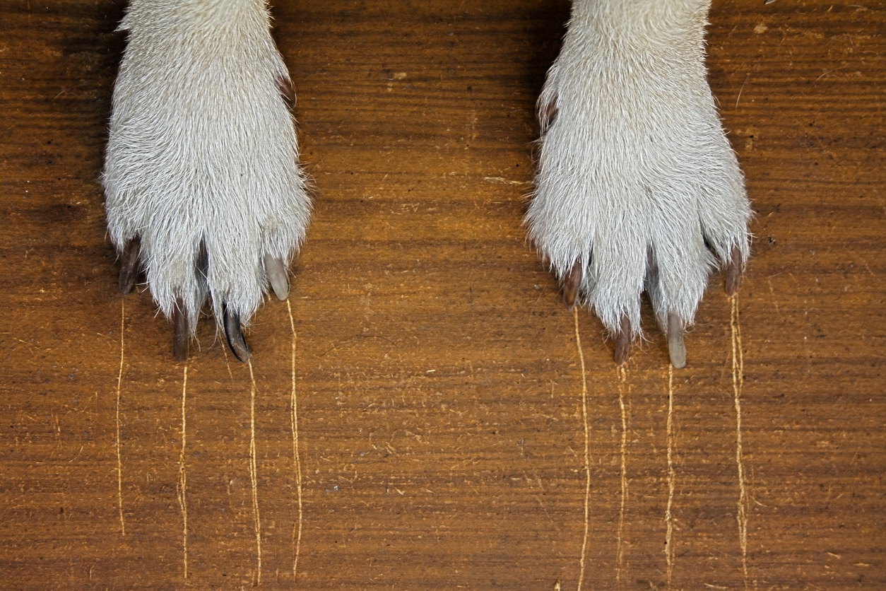 griffures chiens rayures bois disparaître manières